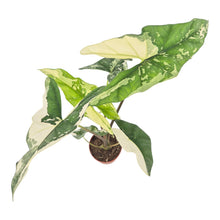 Alocasia Simpo Variegata