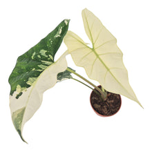 Alocasia Simpo Variegata LIVE SALE 2