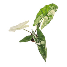 Alocasia Simpo Variegata LIVE SALE 3