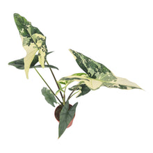 Alocasia Simpo Variegata LIVE SALE 4
