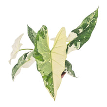 Alocasia Simpo Variegata LIVE SALE 5