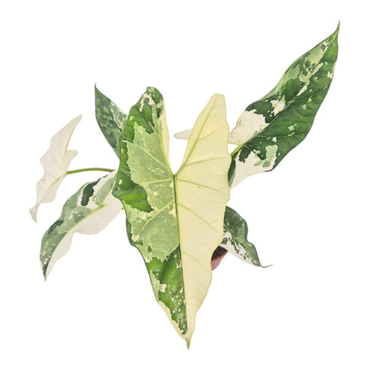 Alocasia Simpo Variegata (Stecker)