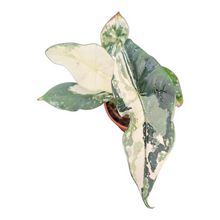 Alocasia Simpo Variegata