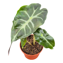 Alocasia Venom