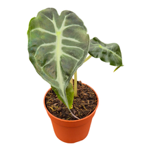 Alocasia Venom