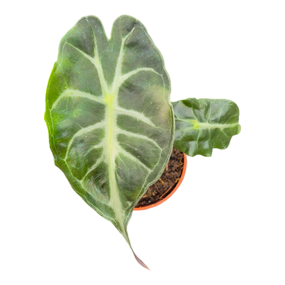 Alocasia Venom
