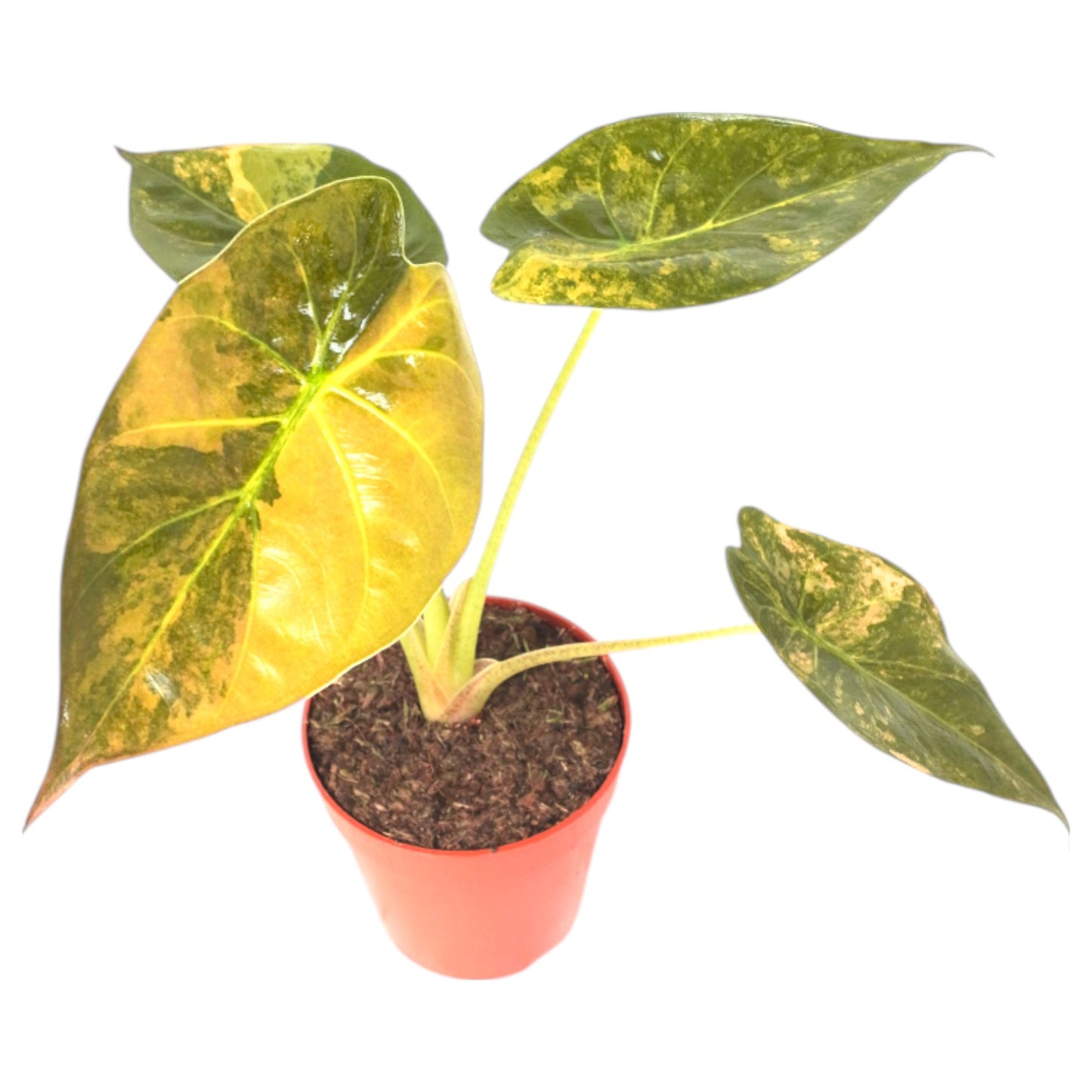 Alocasia Wentii Variegata