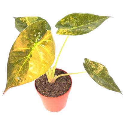 Alocasia Wentii Variegata