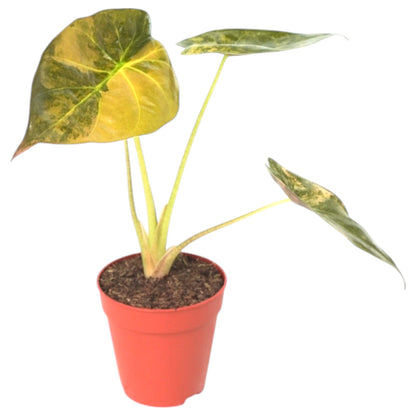 Alocasia Wentii Variegata