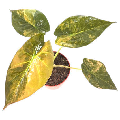 Alocasia Wentii Variegata