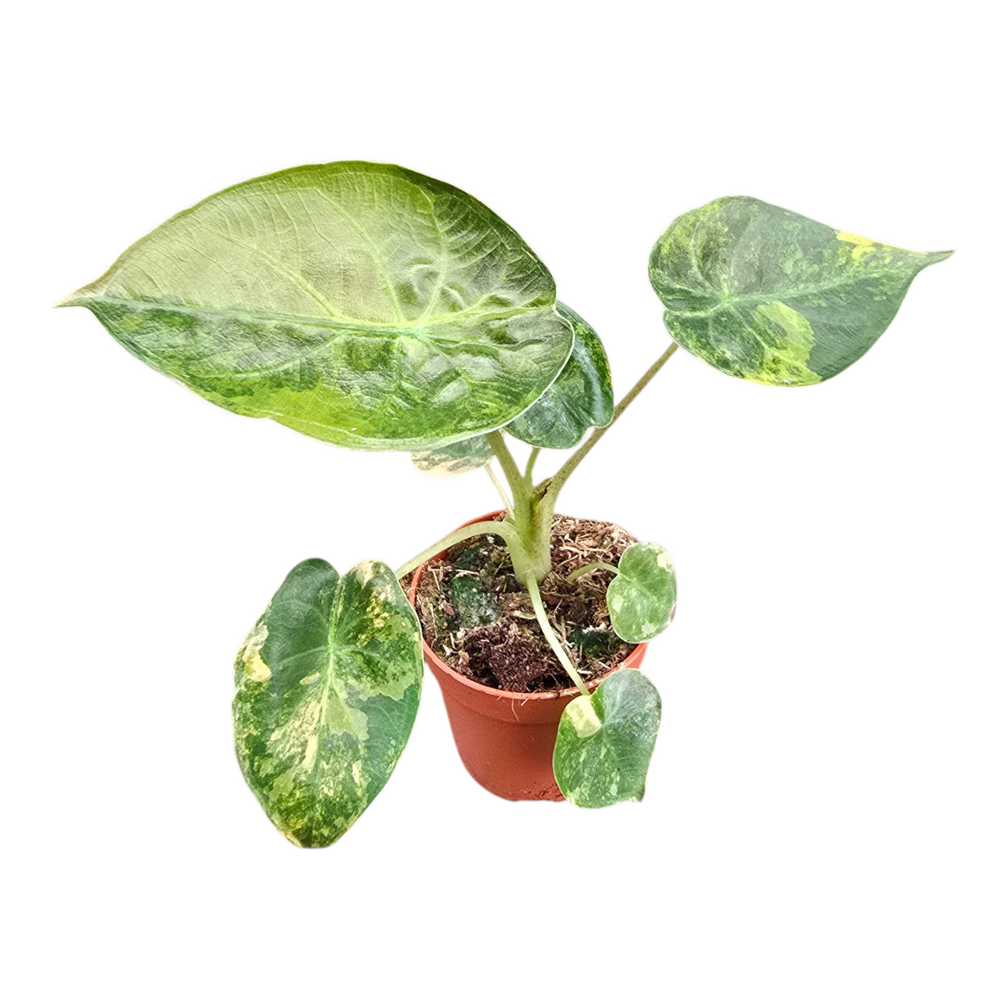 Alocasia Wentii Variegata