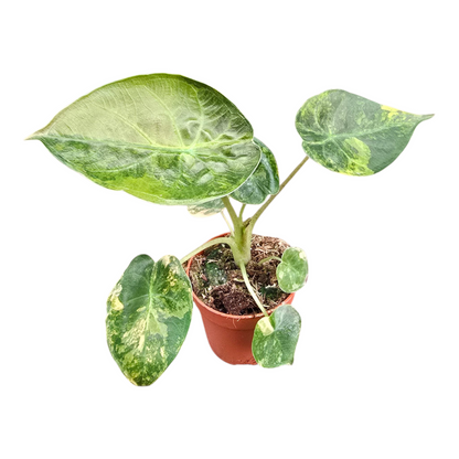 Alocasia Wentii Variegata