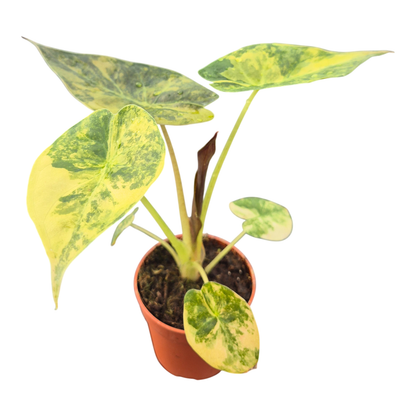 Alocasia Wentii Variegata