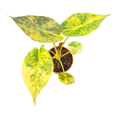 Alocasia Wentii Variegata