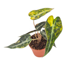 Alocasia Bambino Aurea Variegata LIVE SALE 1