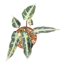 Alocasia Bambino Variegata Aurea