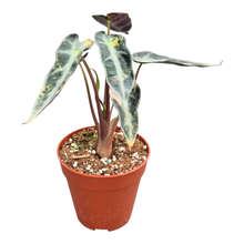 Alocasia Bambino Variegata Aurea