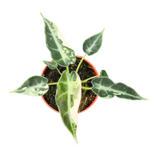 Alocasia Bambino Variegata