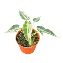 Alocasia Bambino Variegata