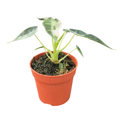 Alocasia Bambino Variegata – Casa Botanica