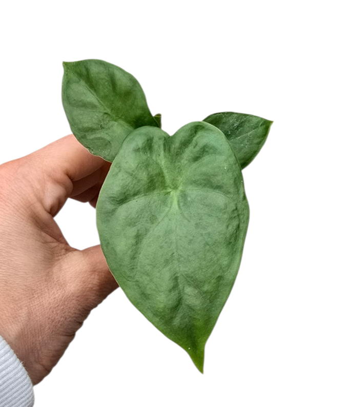 婆羅洲王海芋