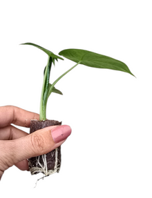 Alocasia Borneo King