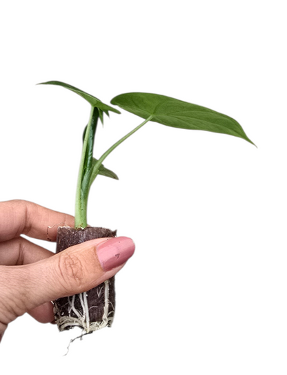 Alocasia Borneo King