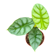 Alocasia Dragon Gold