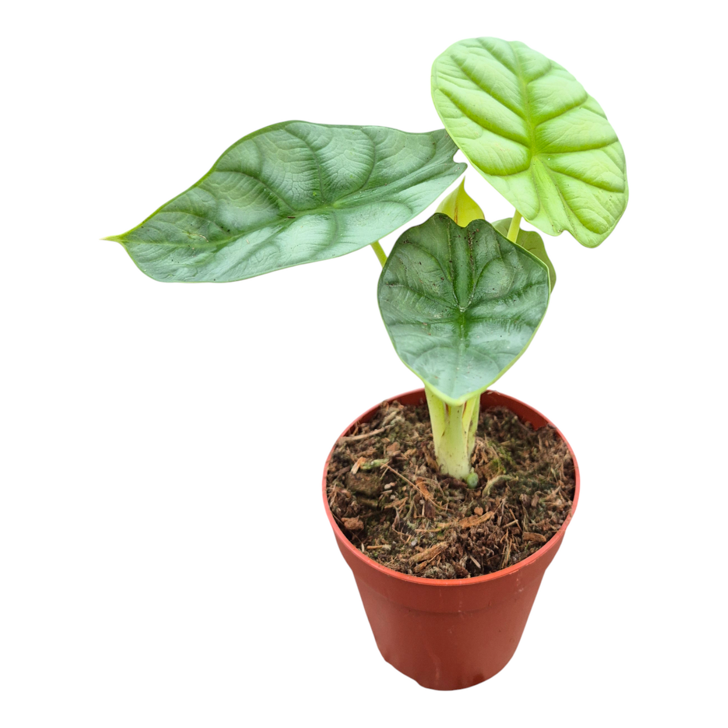 Alocasia Dragon Gold