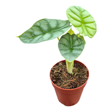 Alocasia Dragon Gold