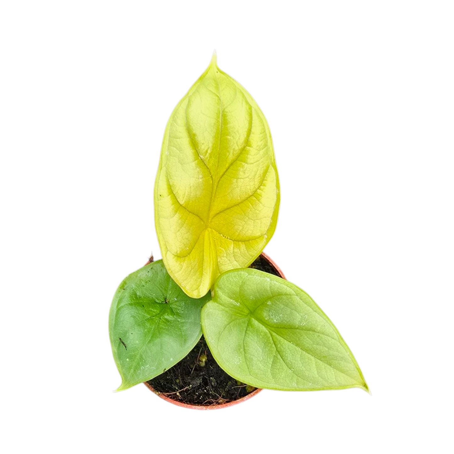 Alocasia Dragon Gold