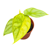 Alocasia Dragon Gold Variegata