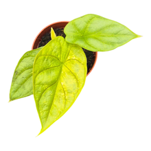 Alocasia Dragon Gold Variegata