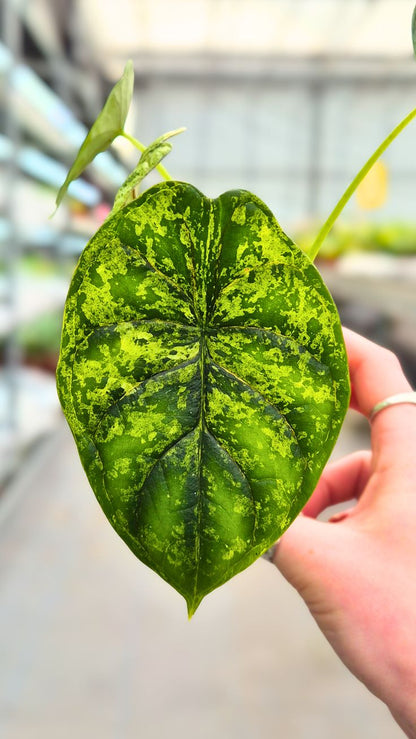 Alocasia Dragon Scale Variegata