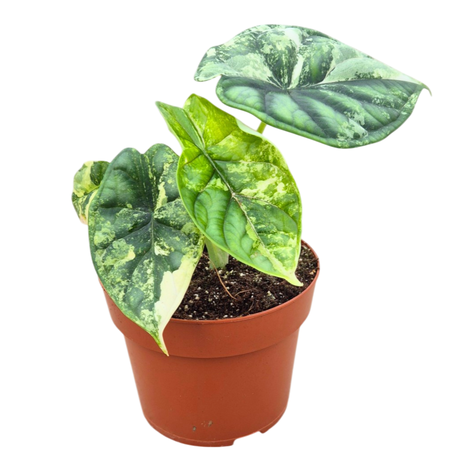 Alocasia Dragon Scale Variegata, rare Alocasia, variegated