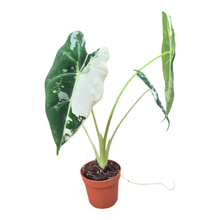 Alocasia Frydek Variegata