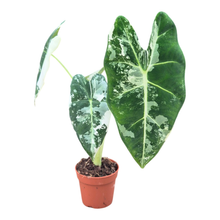 Alocasia Frydek Variegata