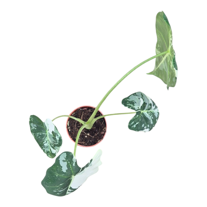 Alocasia Frydek Variegata