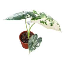 Alocasia Frydek Variegata