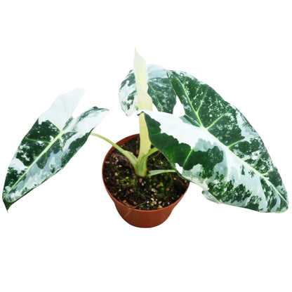 Alocasia Frydek Variegata
