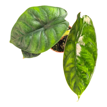 Alocasia Green Unicorn