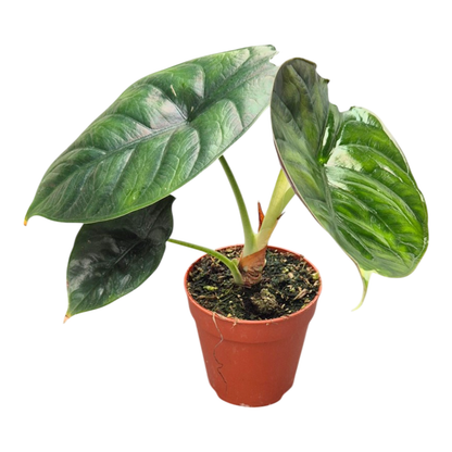 Alocasia Green Unicorn
