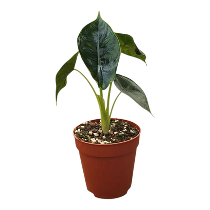 Alocasia Green Unicorn