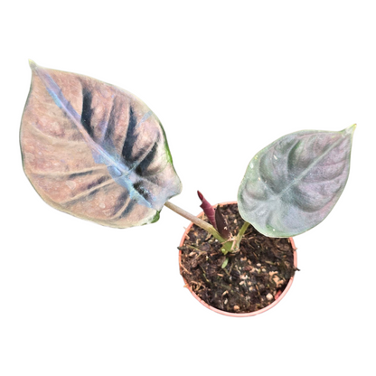 Alocasia Infernalis Kapit Black Magic