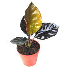 Alocasia Infernalis Kapit Black Magic