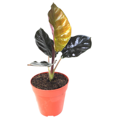 Alocasia Infernalis Kapit Black Magic