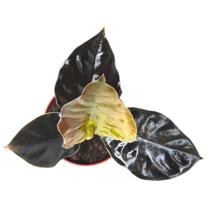 Alocasia Infernalis Kapit Black Magic