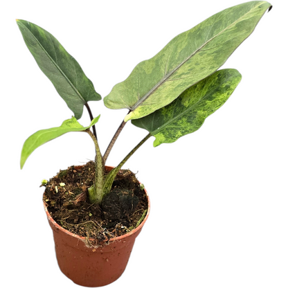 Alocasia Lauterbachiana Variegata