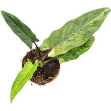 Alocasia Lauterbachiana Variegata