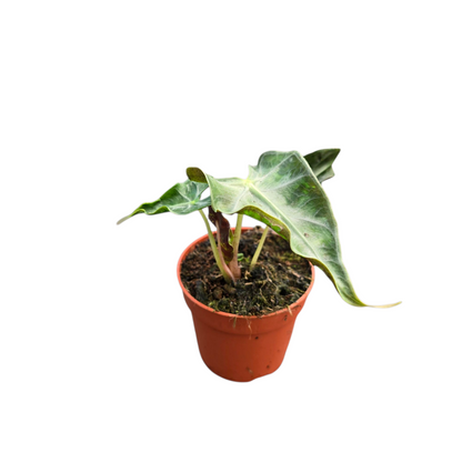 Alocasia Loco